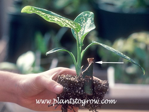 A rooted section of the stem of a Dieffenbachia.  This is called stem or cane cuttings.